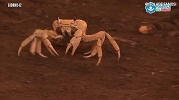 crab